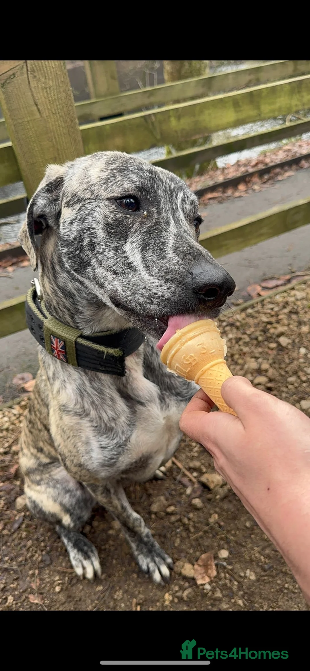 Lurcher dogs for sale: Ronnie and Winnie - lurcher and bull lurcher  - Advert 2