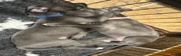 Whippet dogs for sale: Whippet puppies for sale  in Godalming - Advert 8