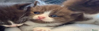 British Shorthair Kitten 4