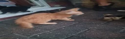 Domestic Shorthair cats for sale: Lovely Shorthair Kitties 😻 Ready for a collection - Advert 17