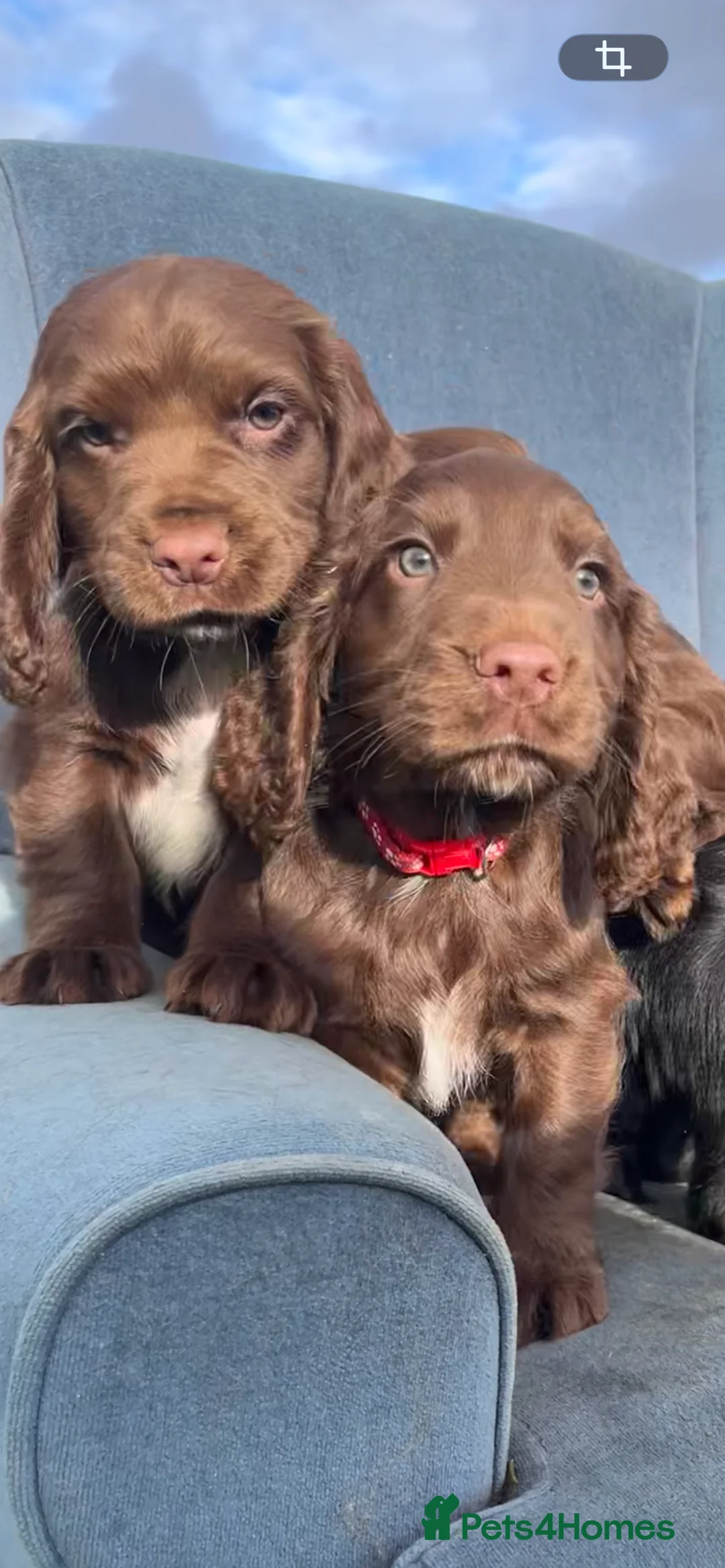Cocker Spaniel dogs for sale: 1 chocolate boy✨Beautiful Cockerspaniels Puppies - Advert 2