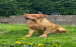 Labrador Retriever dogs for stud: LABRADOR FOR STUD - Image 3