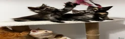 Maine Coon cats for sale: Beautiful Maine Coon Kittens - Advert 29