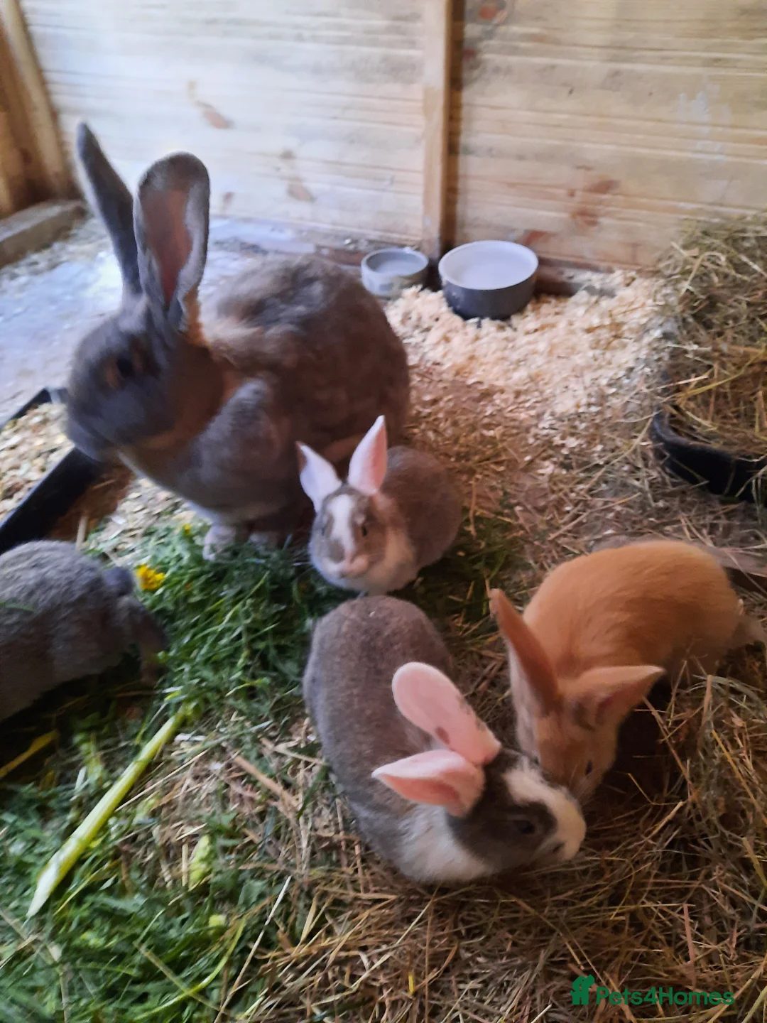 Continental Giant rabbits for sale: 8 Beautiful Pure Continental Giant Babies - Advert 2