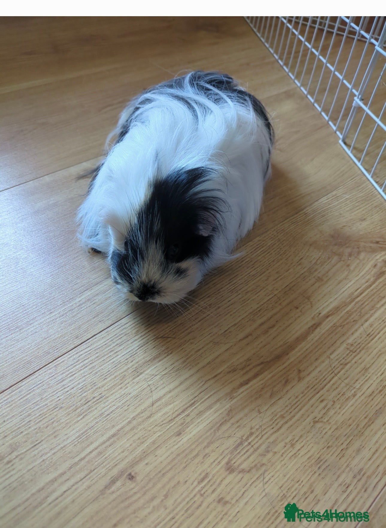 Guinea Pig rodents female guinea pigs - Advert 1