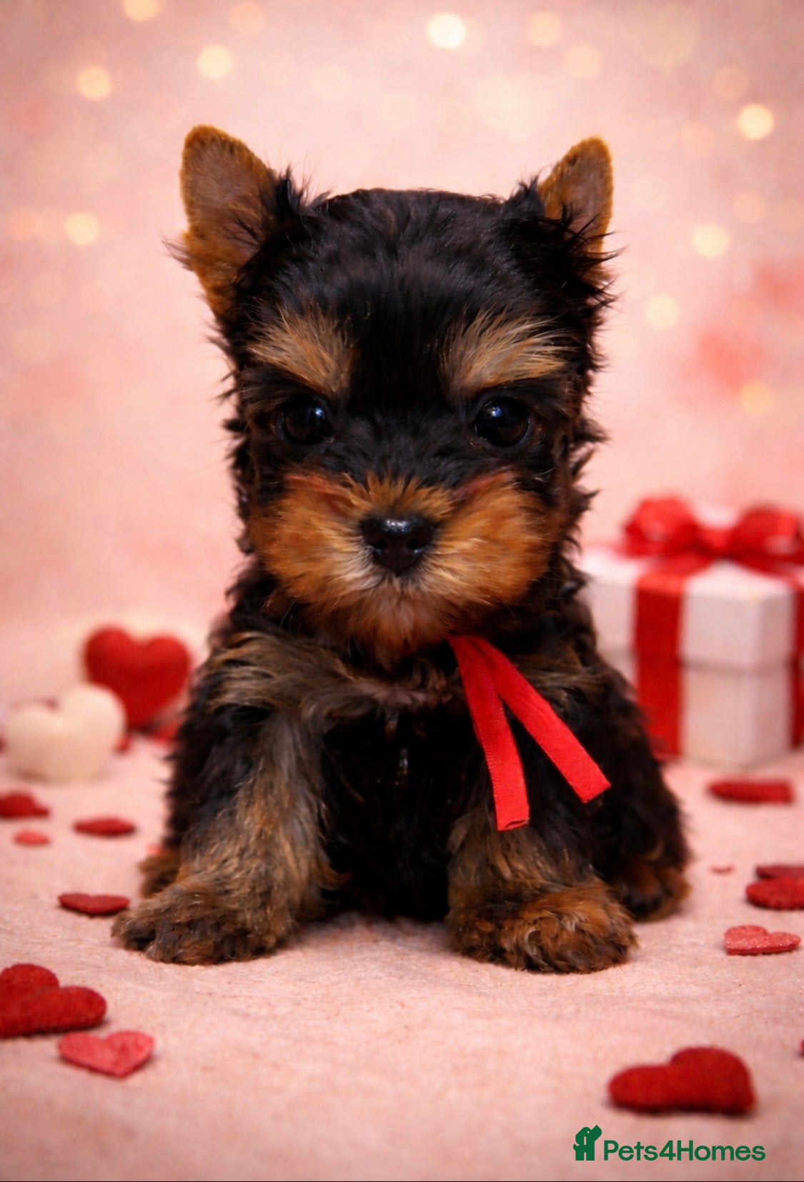 Yorkshire Terrier dogs ❣️Miniature Yorkshire Terriers – 4 Boys VERY SMALL - Advert 12