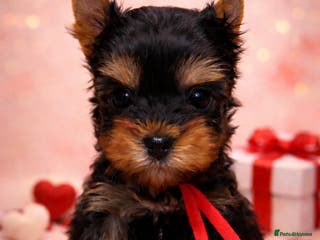 Yorkshire Terrier dogs ❣️Miniature Yorkshire Terriers – 4 Boys VERY SMALL - Advert 12