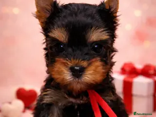 Yorkshire Terrier dogs ❣️Miniature Yorkshire Terriers – 4 Boys VERY SMALL - Advert 1