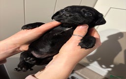 Springador dogs for sale: Labrador/Springador cross pups - Advert 10