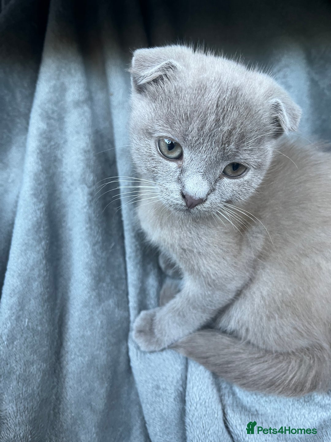 Scottish Fold cats for sale: Scottish fold kittens for sale  - Image 3