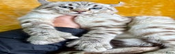 Keetso cats for sale: Super wild looking poly curled eared leopard  - Advert 1