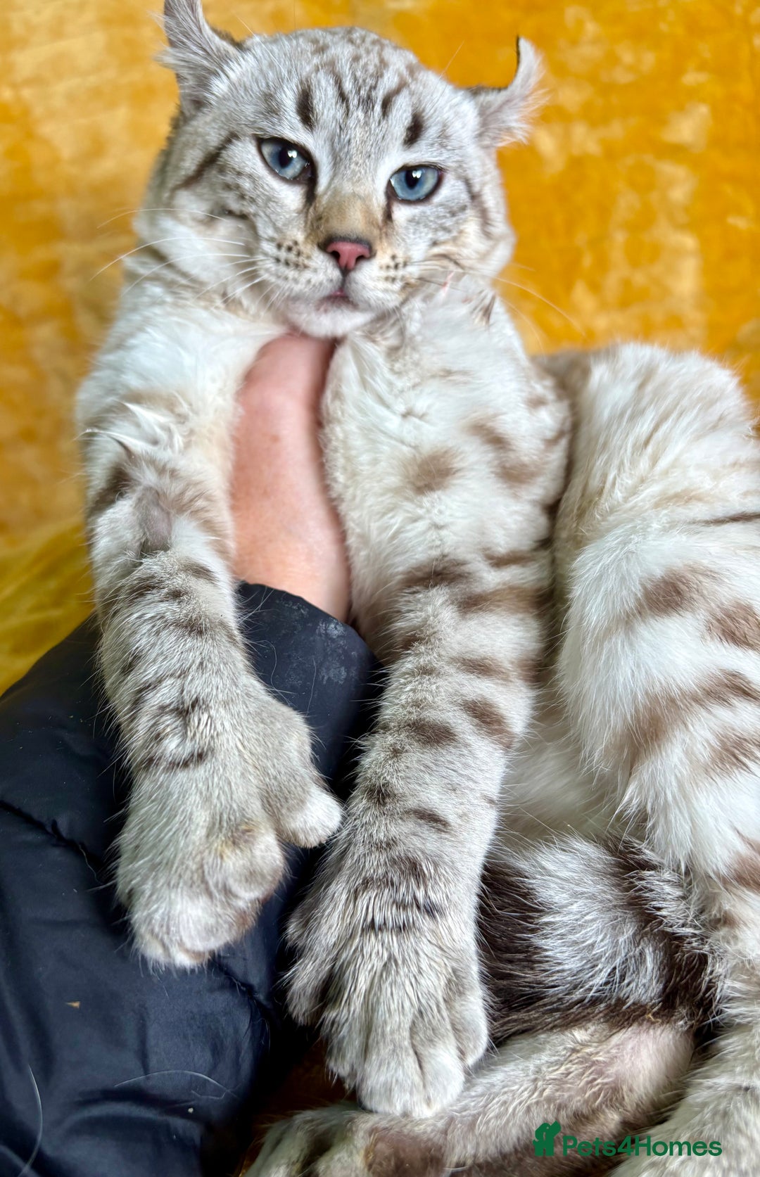 Keetso cats for sale: Super wild looking poly curled eared leopard  - Advert 1