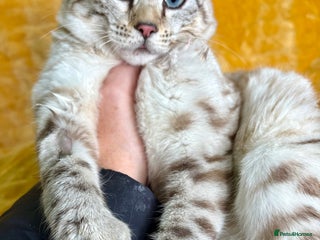 Keetso cats Super wild looking poly curled eared leopard - Advert 4