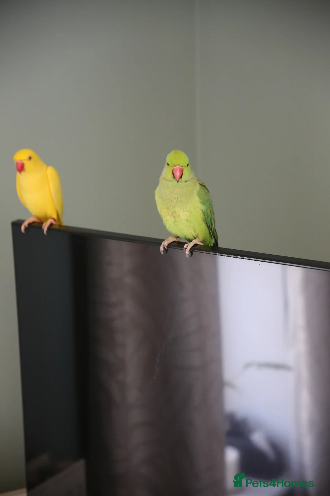 Ringnecks birds for sale: Male and Femele couple + Very good cage - Advert 2