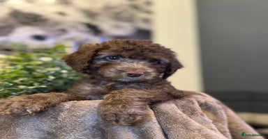 Cockapoo dogs in Darwen - Advert 12