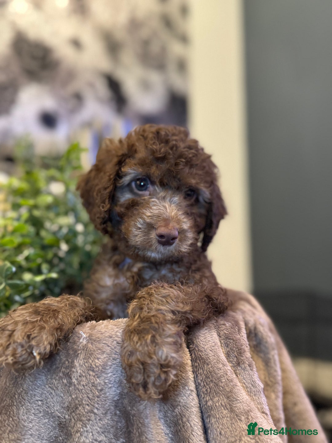 Cockapoo dogs for sale: Miniature Cockapoo Multi Generation  in Darwen - Image 2