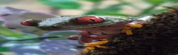Gecko reptiles for sale: Crested & leopard gecko babies - Advert 15