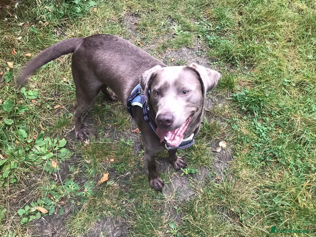 Labrador Retriever dogs for sale: Silver labrador  - Advert 2