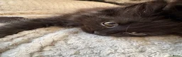 Ragcoon cats for sale: Ragcoon - Advert 7