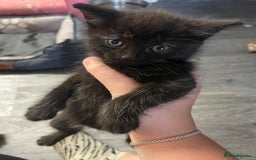 Mixed Breed cats for sale: 1 male still available  in Witney - Image 26