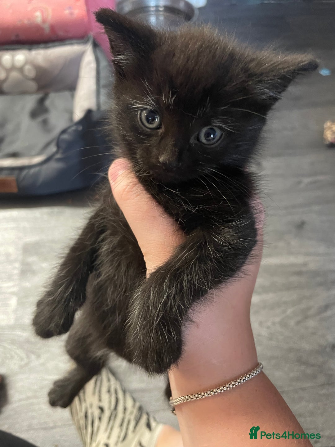 Mixed Breed cats for sale: 1 male still available  in Witney - Image 26