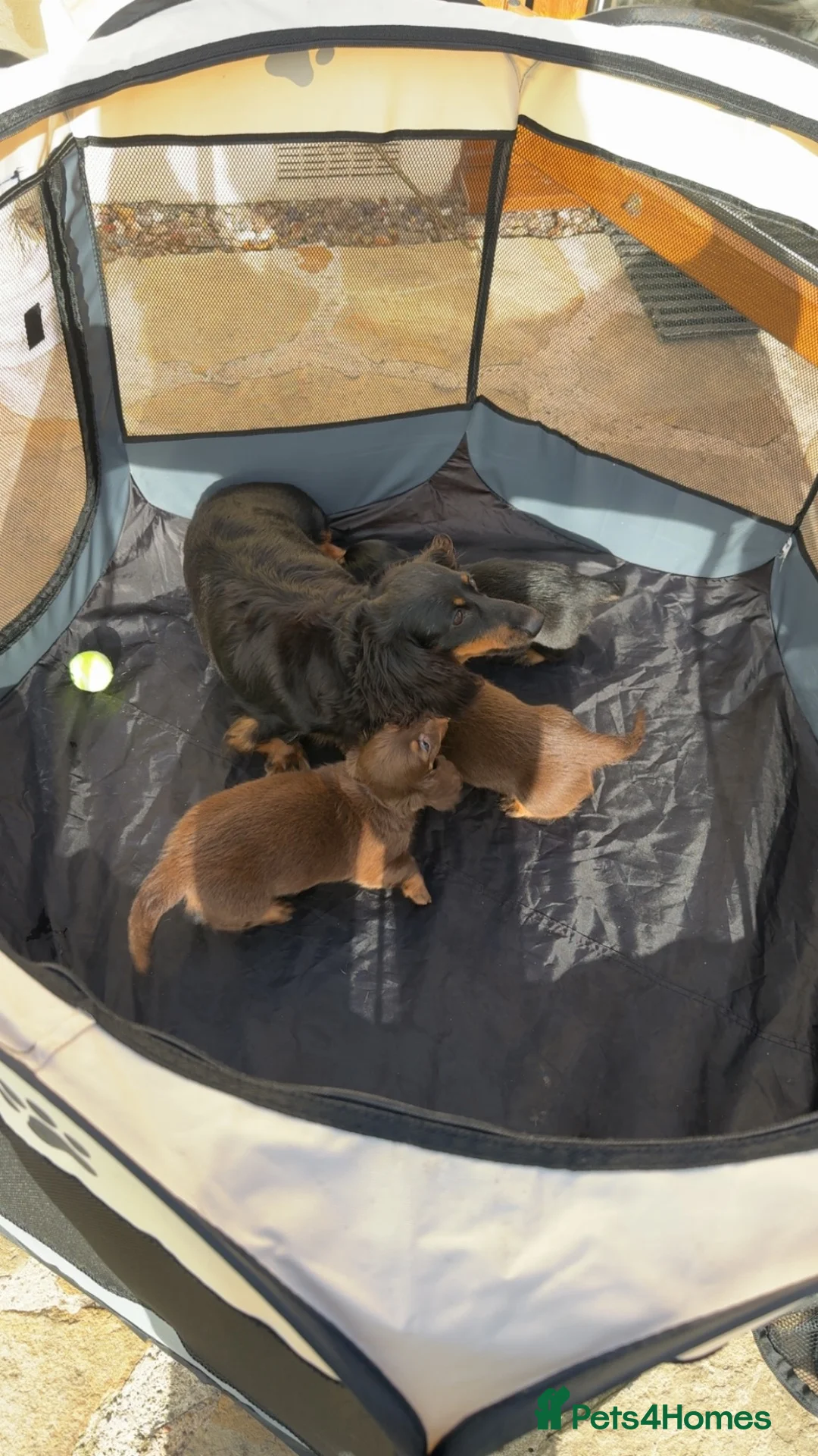 Miniature Dachshund dogs for sale: Long haired miniature dachshund puppies - Advert 11