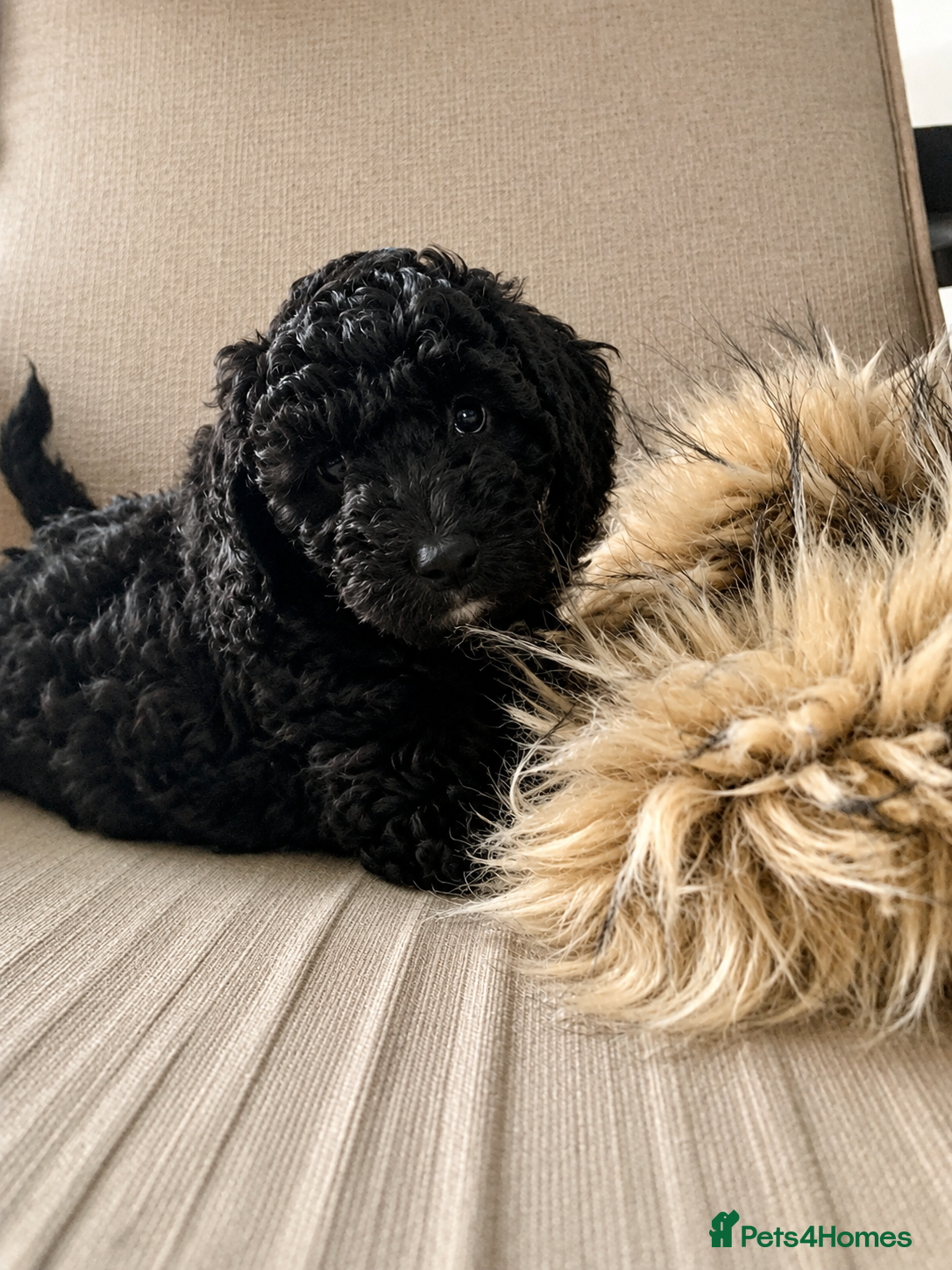 Cockapoo dogs Beautiful Toy Cockapoo Girl!   - Advert 5