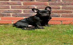 French Bulldog dogs for sale: French bulldog  - Image 4