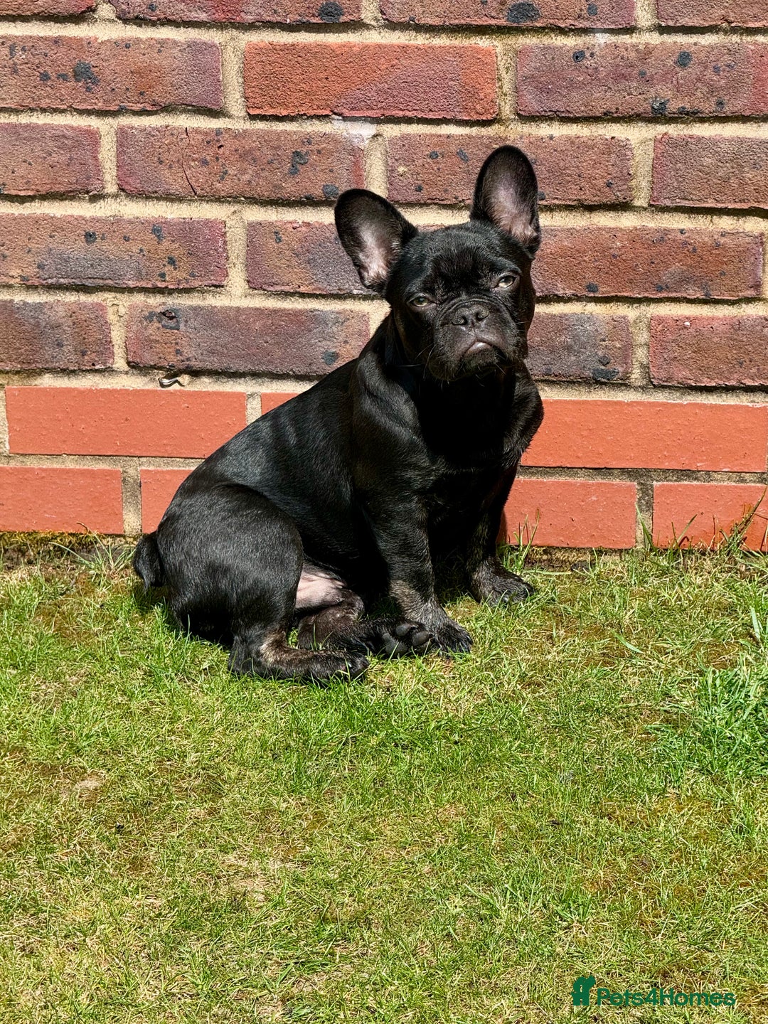 French Bulldog dogs for sale: French bulldog  - Image 4