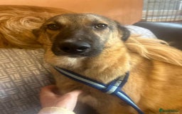 Mixed Breed dogs for adoption: Levi - Norwich Norfolk  - Image 32