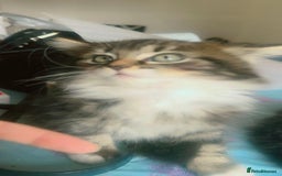 British Shorthair cats for sale: Cats for sale - Image 5