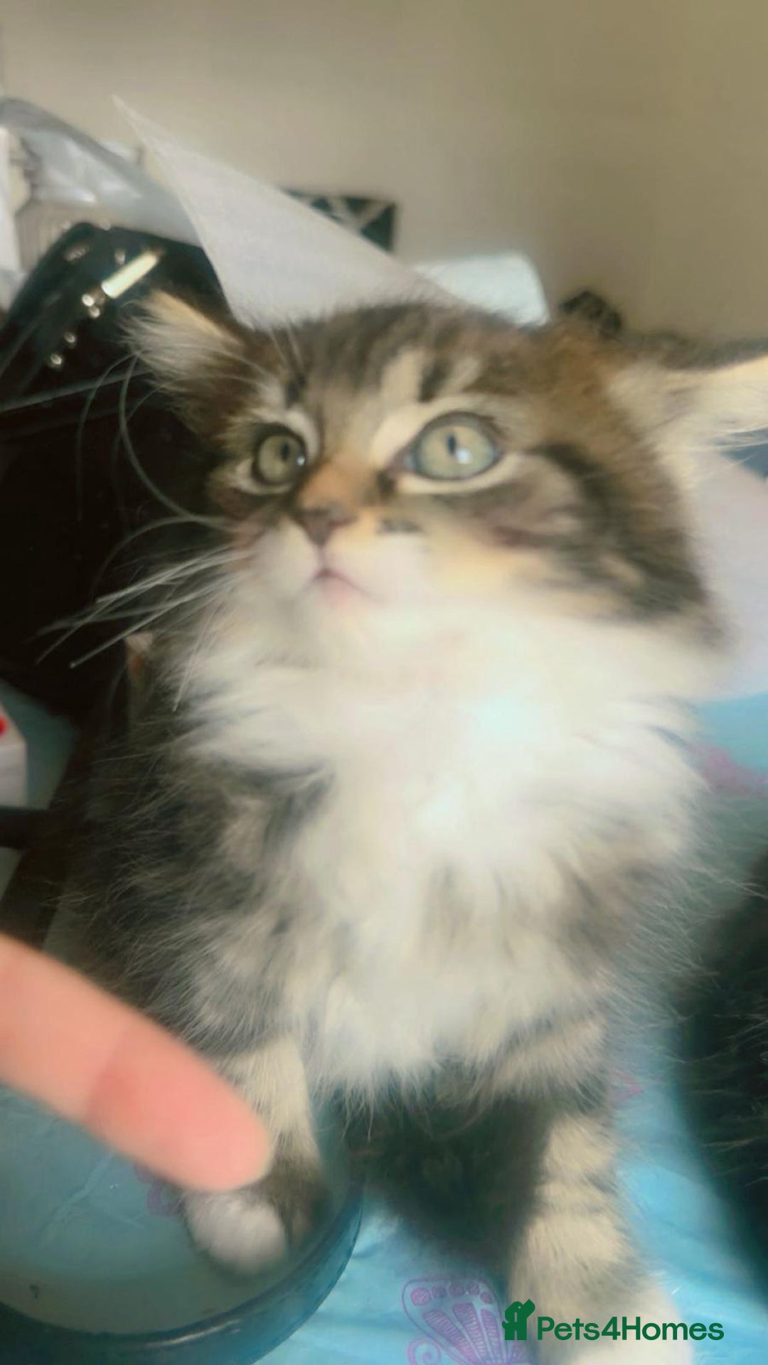 British Shorthair cats for sale: Cats for sale - Image 5