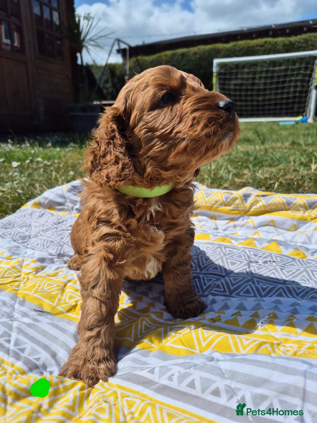 Cockapoo dogs for sale: Beautiful Red Cockapoos  in Bridgwater - Image 20