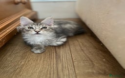 Maine Coon cats for sale: Maine coon kittens available  - Image 4