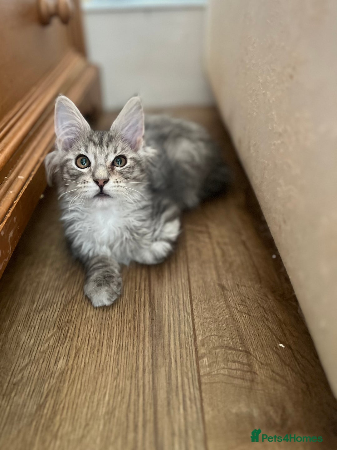 Maine Coon cats for sale: Maine coon kittens available  - Image 4