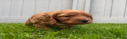 Cocker Spaniel dogs for sale: Stunning KC Reg Working Cocker spaniels 5* Homes - Advert 11