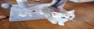 Persian 1
