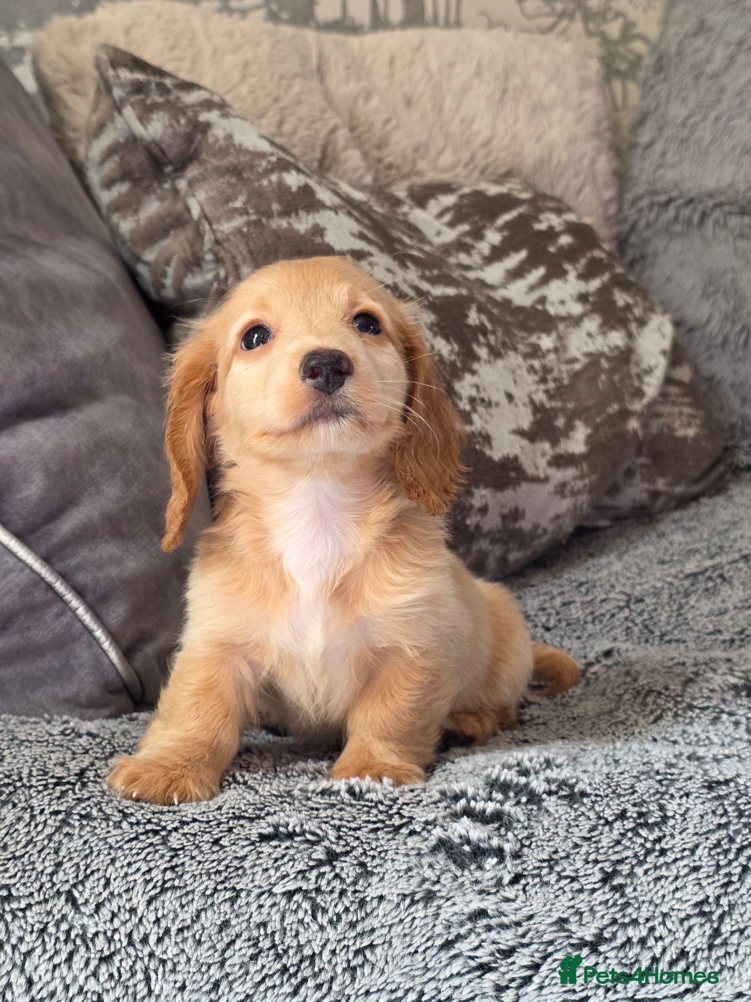 Miniature Dachshund dogs Cream male miniature Dachshund males - Advert 5