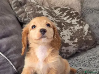 Miniature Dachshund dogs Cream male miniature Dachshund males - Advert 5