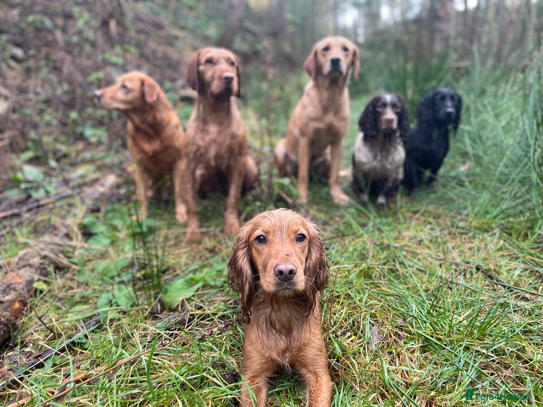 Cocker Spaniel dogs for sale: The Perfect Mix Cocker Puppies Working x Show  - Image 18