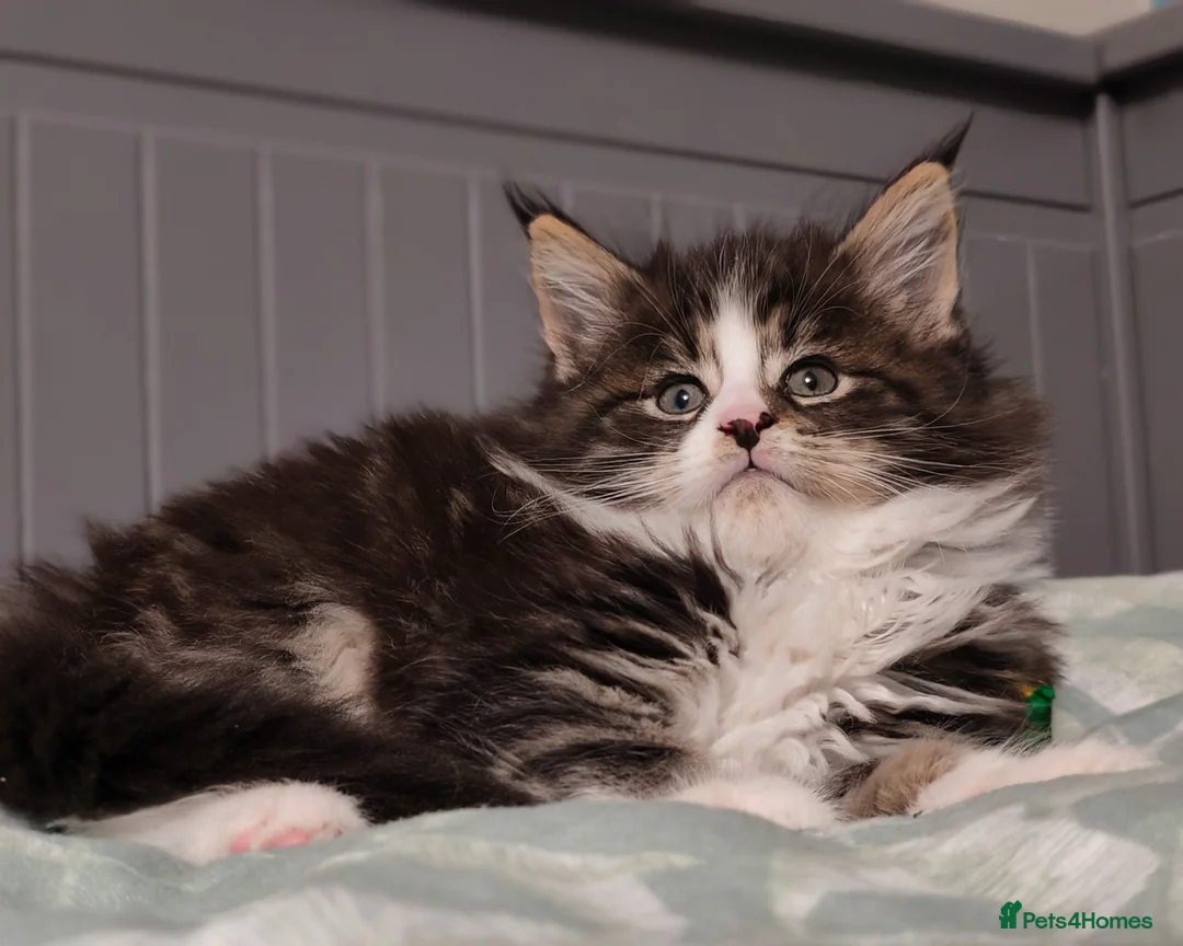 Maine Coon cats for sale: Maine coon kittens  - Advert 2