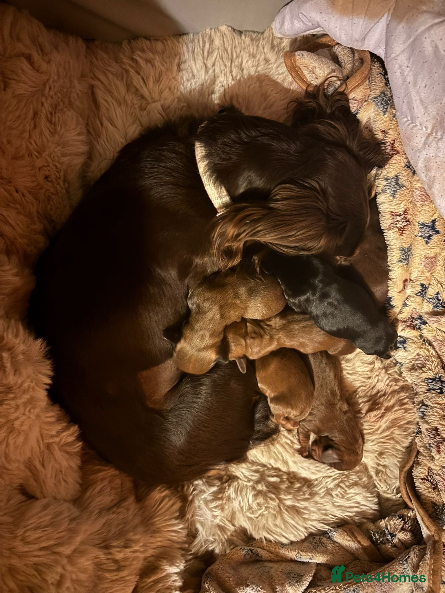 Dachshund dogs Short hair standard dachshund pup 4 boys & 2 girls - Advert 16