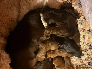 Dachshund dogs Short hair standard dachshund pup 4 boys & 2 girls - Advert 1