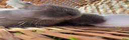 Mixed Breed rabbits for sale: Lion lop mix litter of baby bunnies  - Advert 9