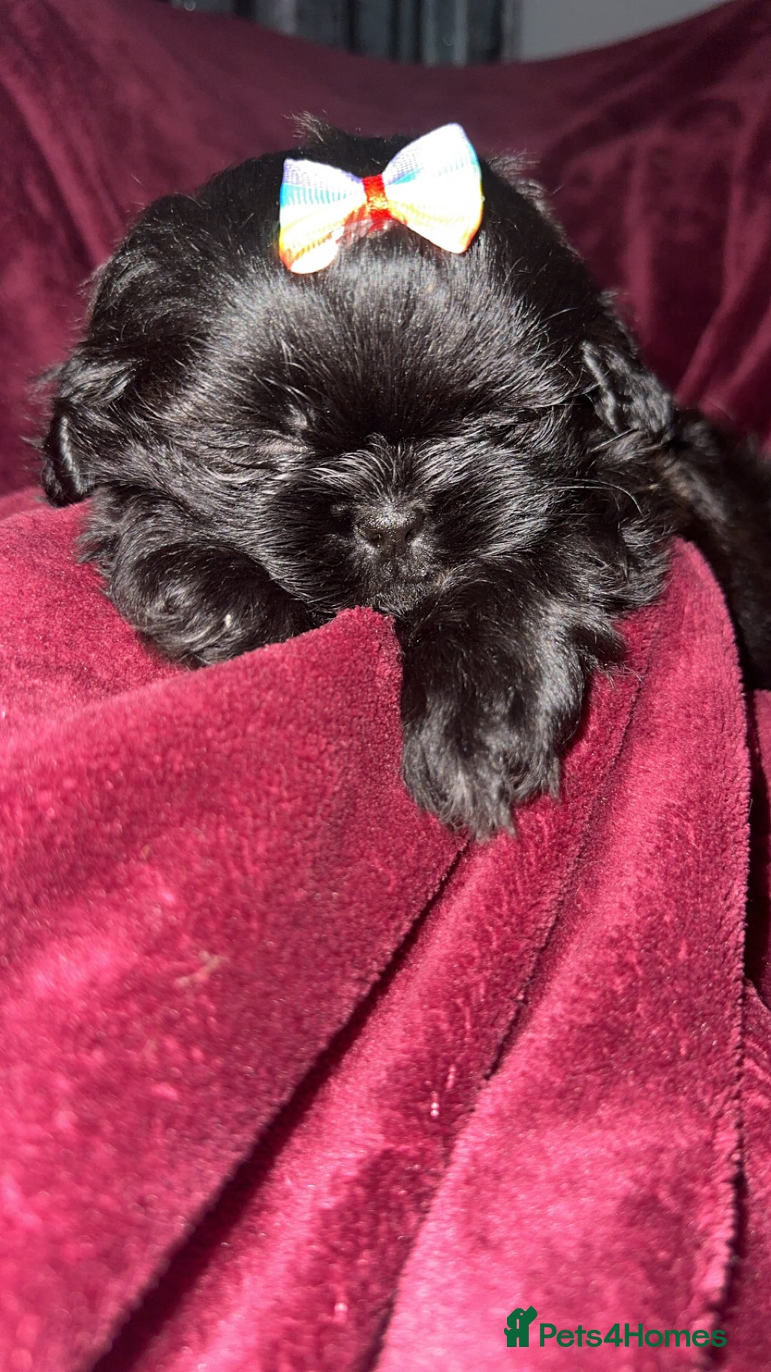 Shih Tzu dogs for sale: Shih Tzu Puppies  - Image 21