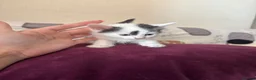 Mixed Breed cats for sale: 5 GORGEOUS KITTENS  - Advert 7
