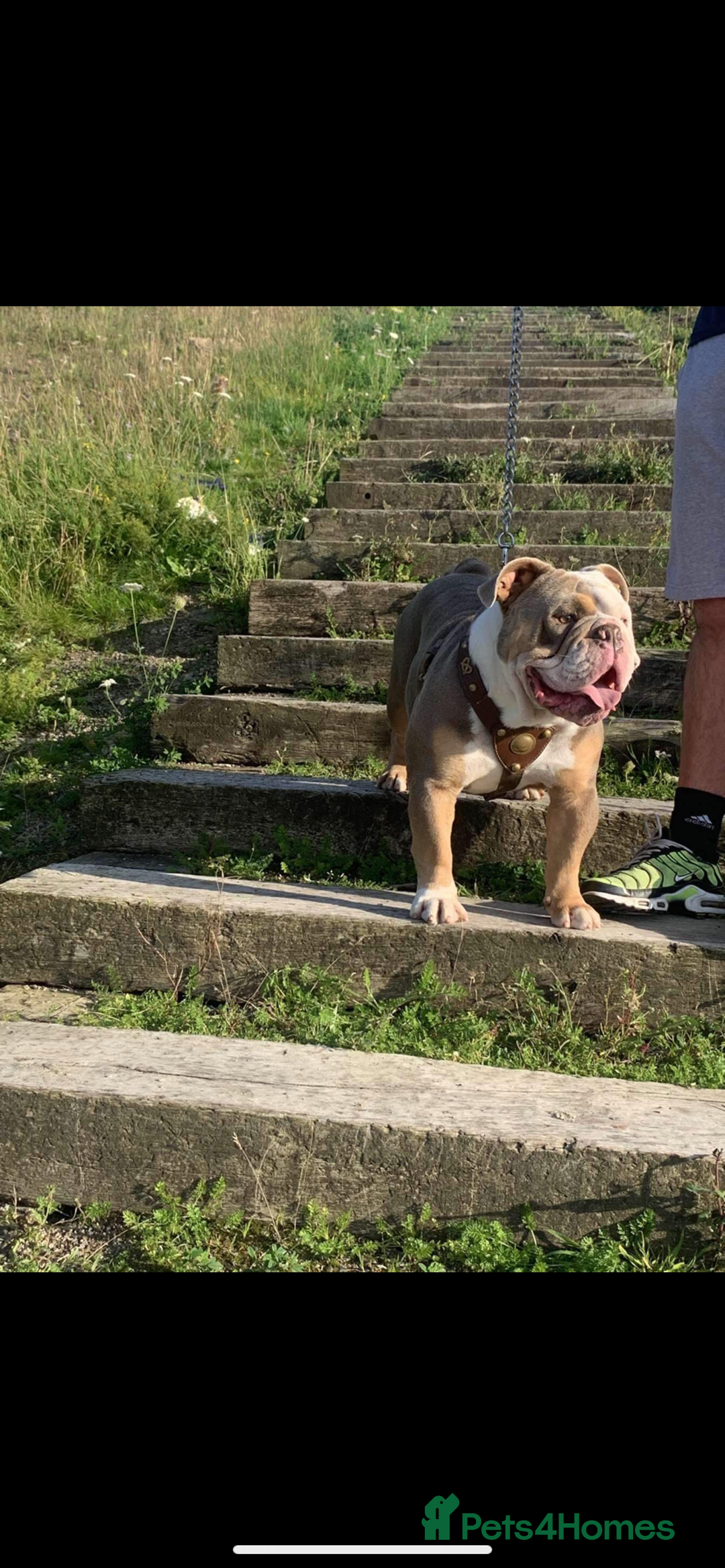 Olde English Bulldogge dogs for stud: Old English bulldog  - Advert 2