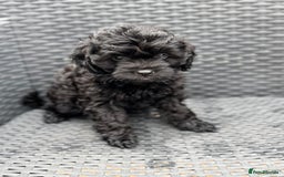 Cavapoo dogs for sale: 🔥 1 left Ready to go cavapoo puppy’s🔥 - Image 20