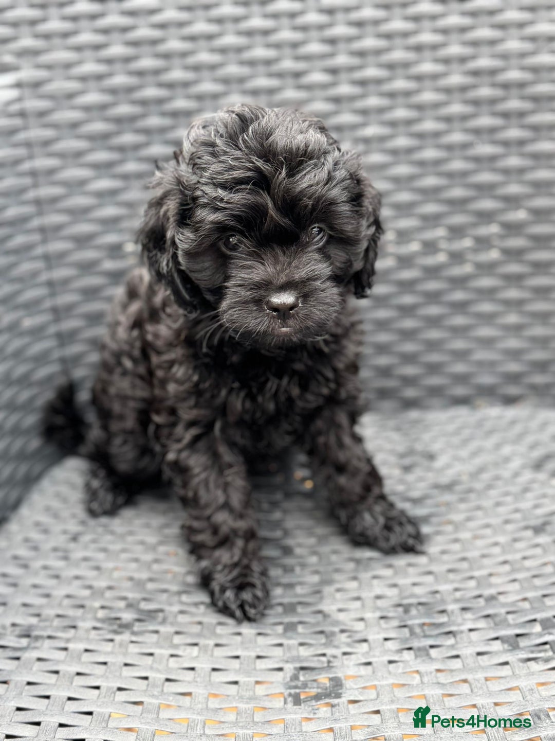 Cavapoo dogs for sale: 🔥 1 left Ready to go cavapoo puppy’s🔥 - Image 20