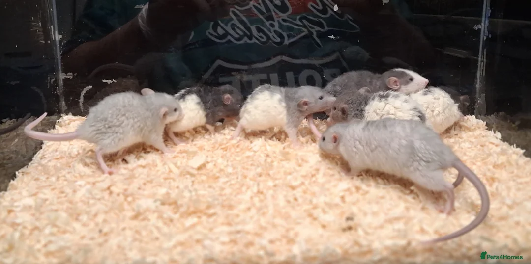 Rat rodents for sale: Baby Dumbo rats, natural, Rex , Nakeds - Advert 28